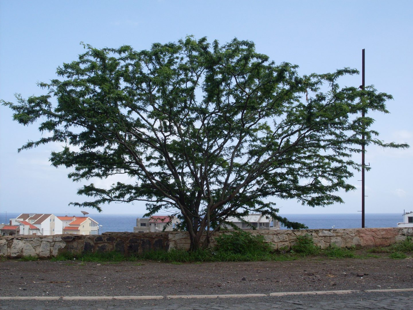 Trekking Monte Gordo Volcano: Cape Verde’s Lush Stratovolcano Adventure on São Nicolau Island