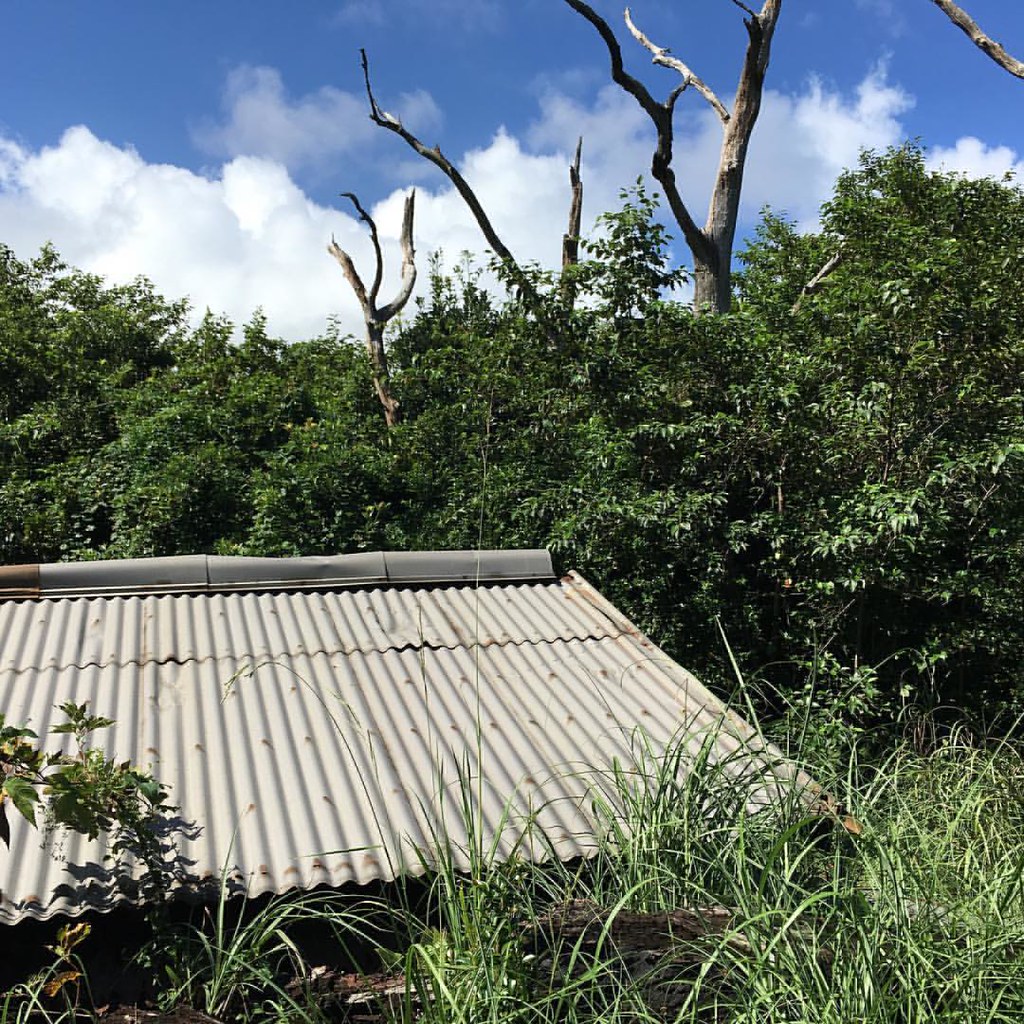 Mount Iwaki volcano trek - 溶岩流などで鳥居と本殿が埋まってしまった椎取神社。その裏には火山性ガスで立ち枯れた木々。自然のパワー。そして隣には新しい鳥居と本殿が #miyakejima #tamashima #japan #volcano