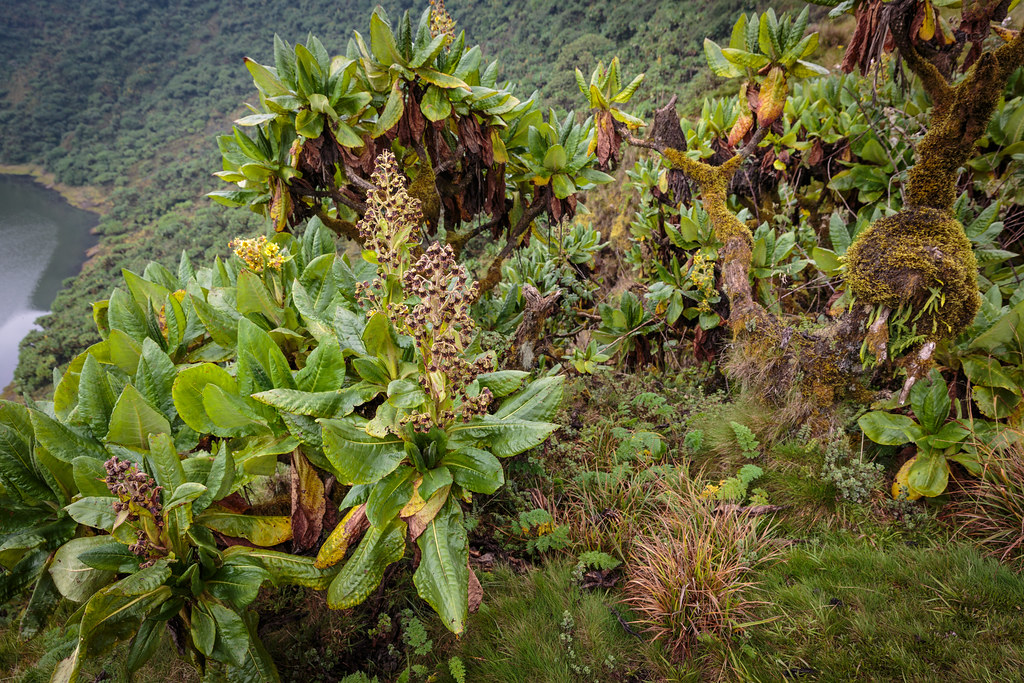 Mount Bisoke Volcano Trekking Guide: Hiking Rwanda’s Iconic Crater Lake Volcano