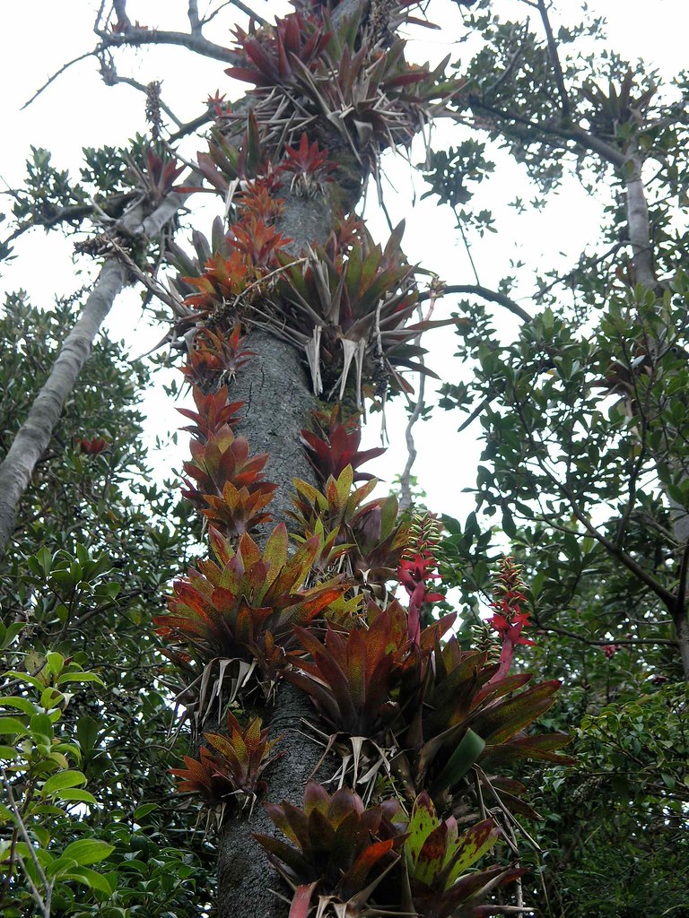 Poás Volcano volcano trek - Bromeliads near Poas Volcano - Bromelias cerca del Volcán Poás, Alajuela, Costa Rica