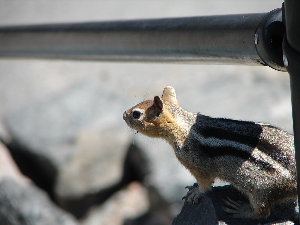 Big Obsidian Flow (Newberry Volcano) volcano trek - Lava flow chipmunk