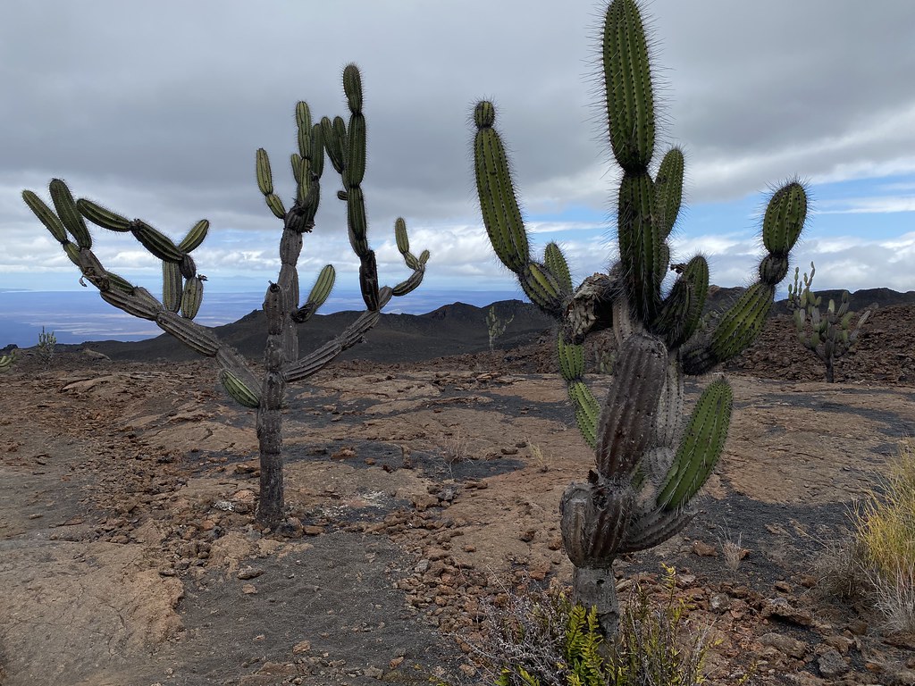 Sierra Negra volcano trek - Candelabra Cactus (Jasminocereus thouarsii), Sierra Negra Volcano’s Last Eruption site in 2018 at 950 meters (3,116 ft) above sea level, Isla Isabela (Albemarle), the Galápagos Islands, Ecuador.
