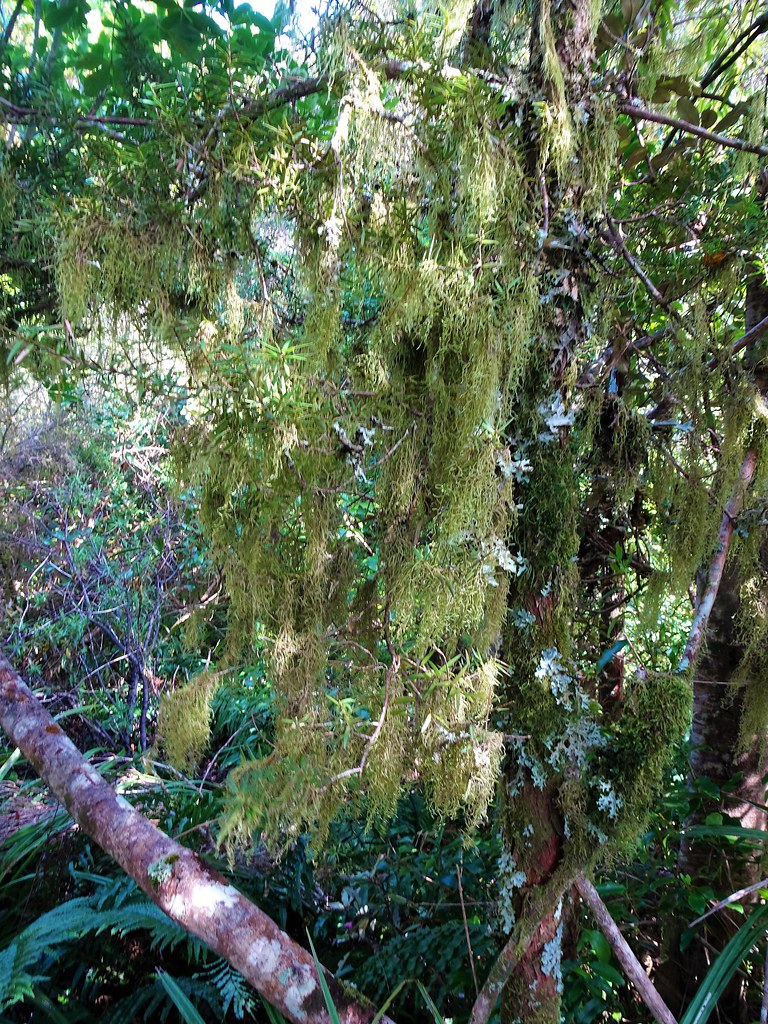 Mount Taranaki (Egmont) volcano trek - Mount Taranaki. Moss on trees near the North Egmont Visitors Centre.