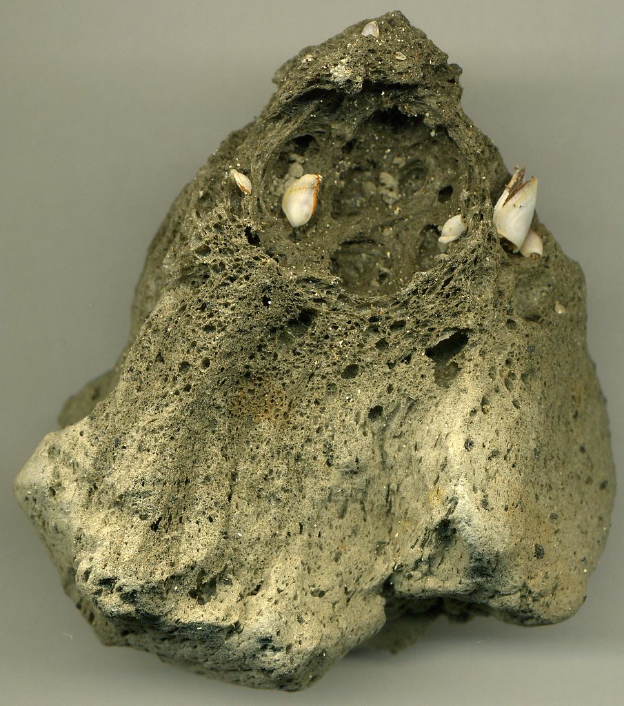 Late volcano trek - Dacite pumice (August 2006 eruption of Home Reef Volcano, Tofua Volcanic Arc, central Tonga Islands, sw Pacific Ocean; collected at beach in northern Fiji Islands) 3