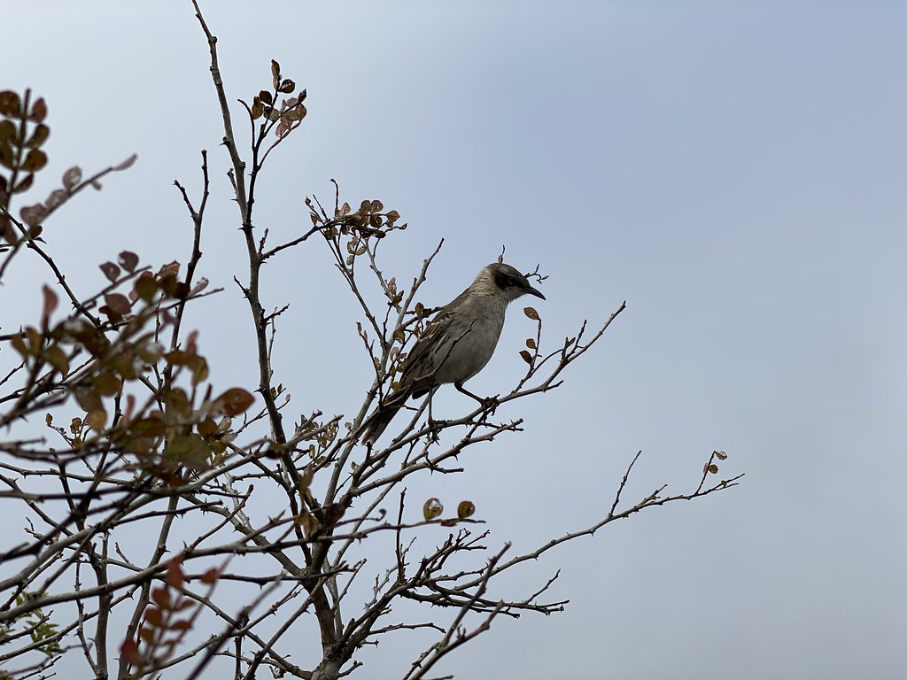 Sierra Negra volcano trek - The Galápagos mockingbird (Mimus parvulus), the Sierra Negra Volcano at 980 meters (3,215 ft) above sea level, Isla Isabela (Albemarle), the Galápagos Islands, Ecuador.