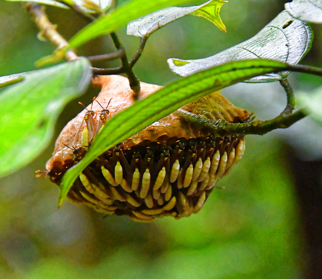 Tenorio Volcano volcano trek - CR - TENORIO Volcano National Park (72)